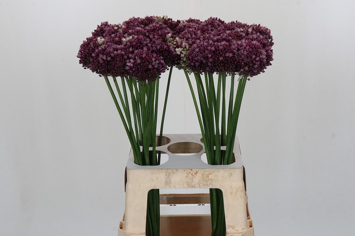 <h4>Allium Purple Mystery</h4>