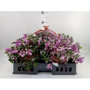 Tradescantia flum. 'Quadricolor'