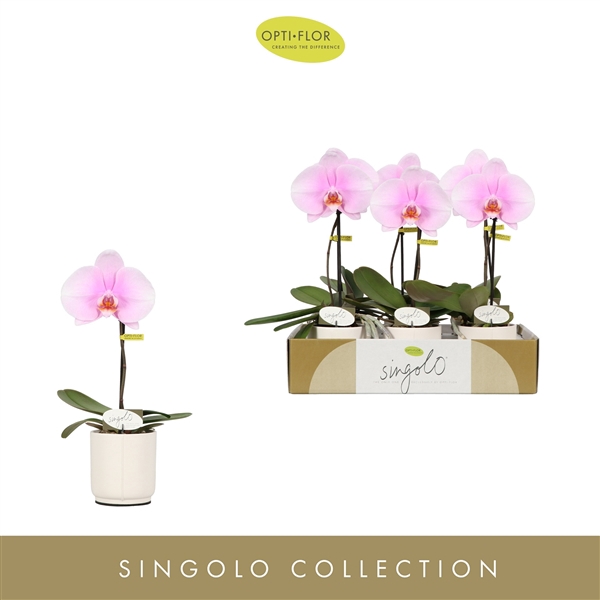 <h4>Singolo Mino in Lazio White</h4>