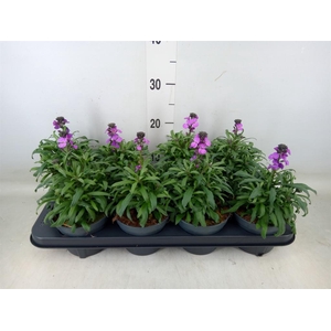 Erysimum linifolium 'Bowles Mauve'