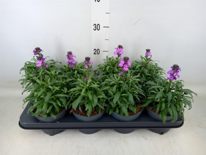 <h4>Erysimum linifolium 'Bowles Mauve'</h4>