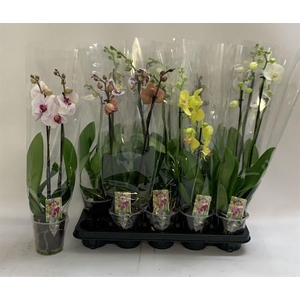 PHAL GEM