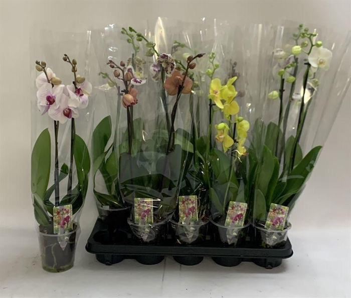 <h4>PHAL GEM</h4>