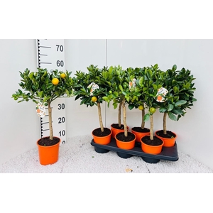 Citrus Calamondin on stem (s2)