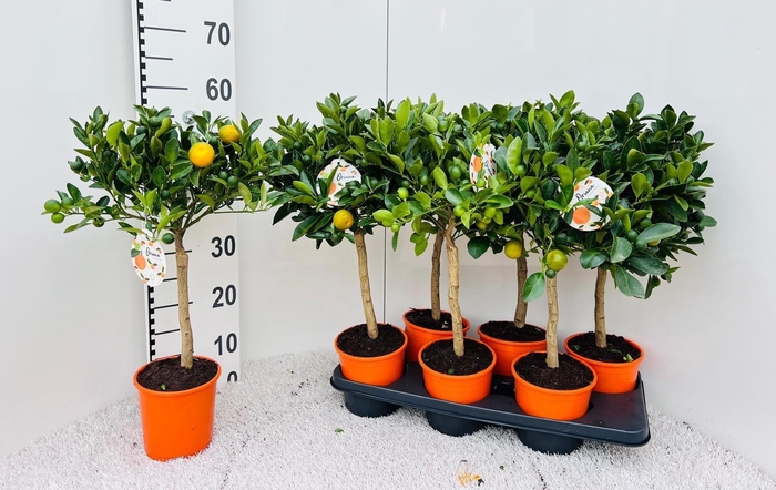 <h4>Citrus Calamondin on stem (s2)</h4>