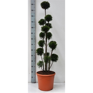 Thuja oc. Smaragd, pon-pon vorm 100-120 cm - 12 liter deco