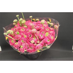 Cl Pon-pon Fanny Xxl