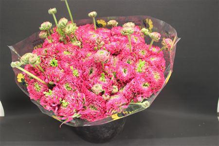 <h4>Cl Pon-pon Fanny Xxl</h4>