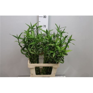 Drac Lucky Bamboo 60cm