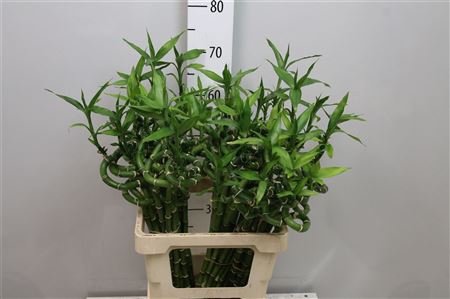 Drac Lucky Bamboo 60cm