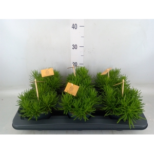 Senecio archeri 'Himalaya'