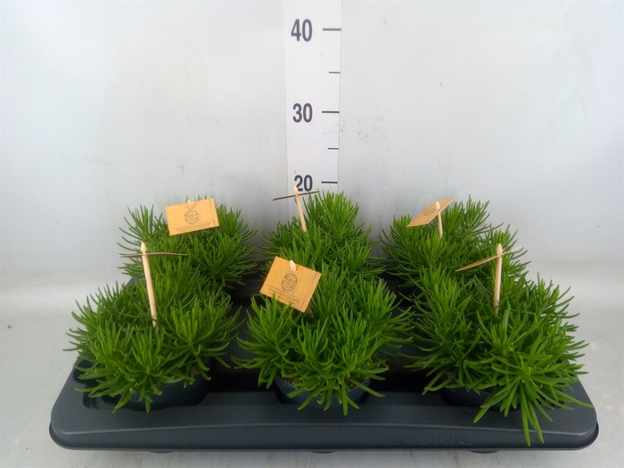 <h4>Senecio archeri 'Himalaya'</h4>