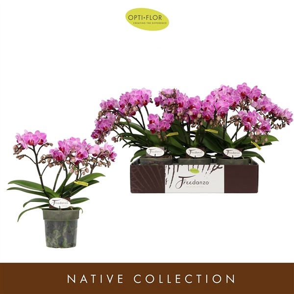 Phalaenopsis Multifloratypes overig paars
