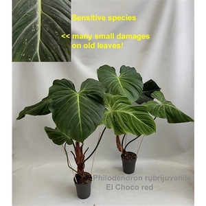 Philodendron rubrijuvenile El Choco Red 15cm