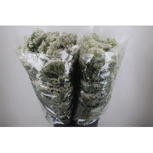 Rice Flower Wit P Bunch