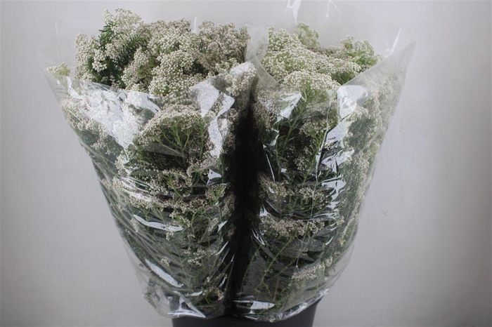 <h4>Rice Flower Wit P Bunch</h4>