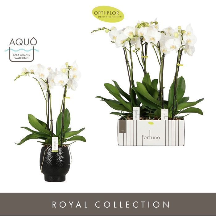 <h4>Phalaenopsis wit meer takken</h4>