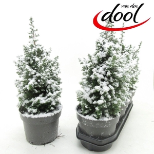 Chamaecyparis thy. Top Point 19Ø 52cm