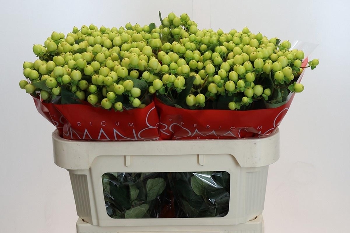 <h4>HYP SMILEY ROMANCE</h4>