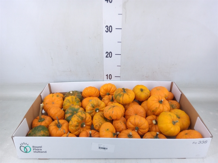 <h4>Cucurbita pepo 'Jack be Little'</h4>