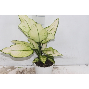 AGLAONEMA WHITE JOY P12
