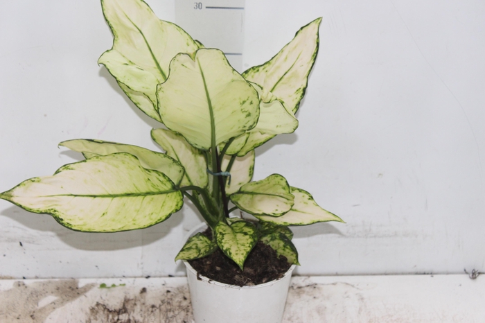 <h4>AGLAONEMA WHITE JOY P12</h4>