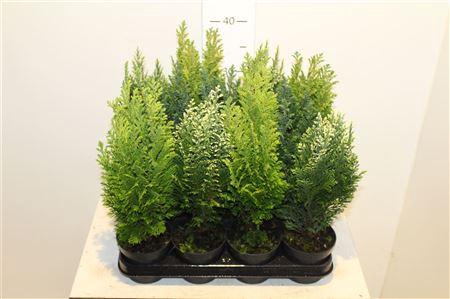 <h4>Coniferen Gem</h4>