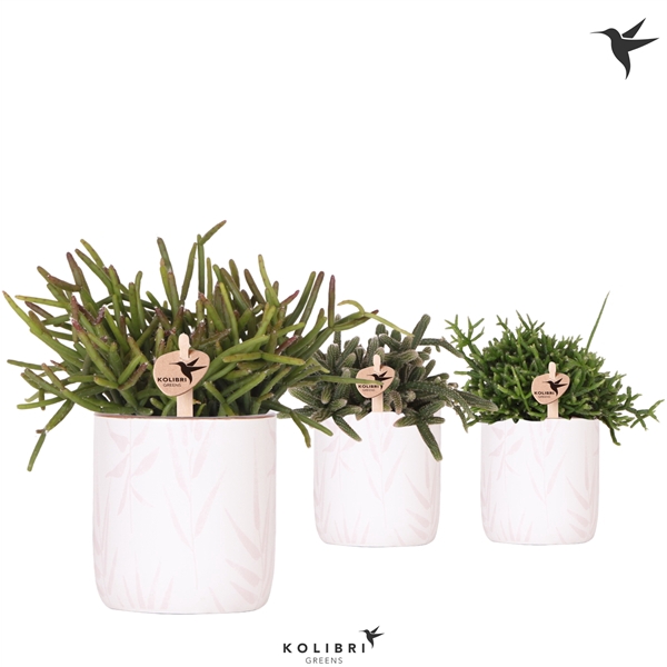 <h4>Kolibri Greens Rhipsalis mix in Leaf pot pink</h4>