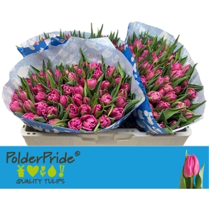 TU DU DOUBLE PRINCES