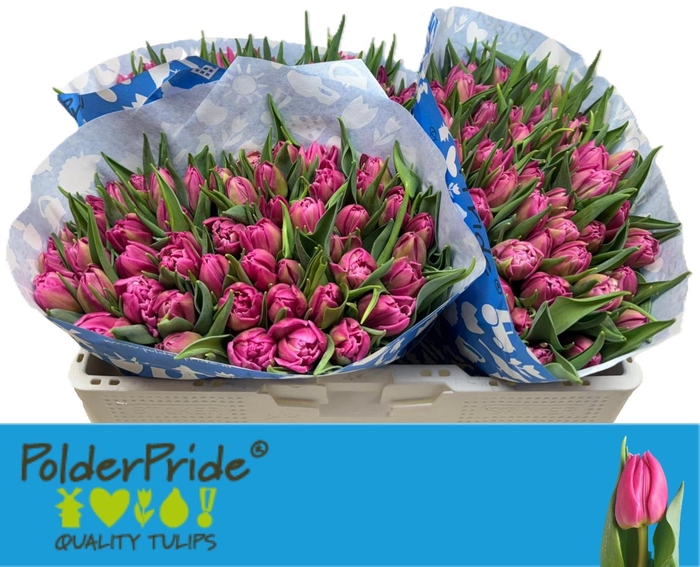 <h4>TU DU DOUBLE PRINCES</h4>