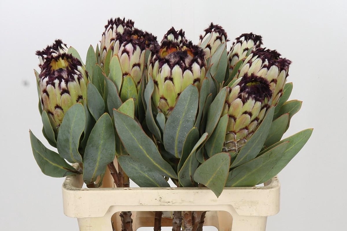 <h4>Protea Barbigera Snow Princess</h4>