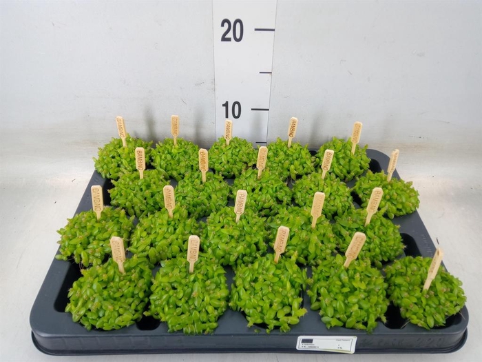 <h4>Hylocereus undatus</h4>