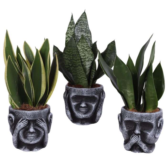 <h4>Sansevieria mix Ø12cm in Ceramic pot Ø15cm</h4>