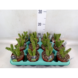 Crassula marnieriana