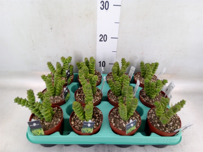 <h4>Crassula marnieriana</h4>