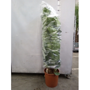 Ficus lyrata