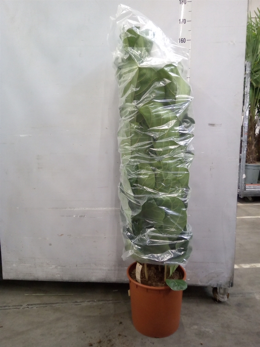 <h4>Ficus lyrata</h4>