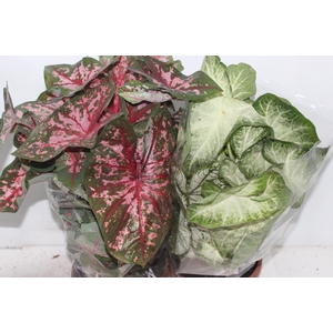 CALADIUM VARIADO C21