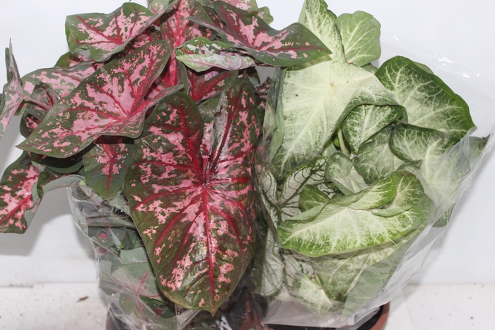 <h4>CALADIUM VARIADO C21</h4>