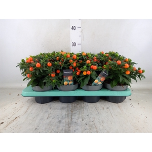Solanum pseudocapsicum