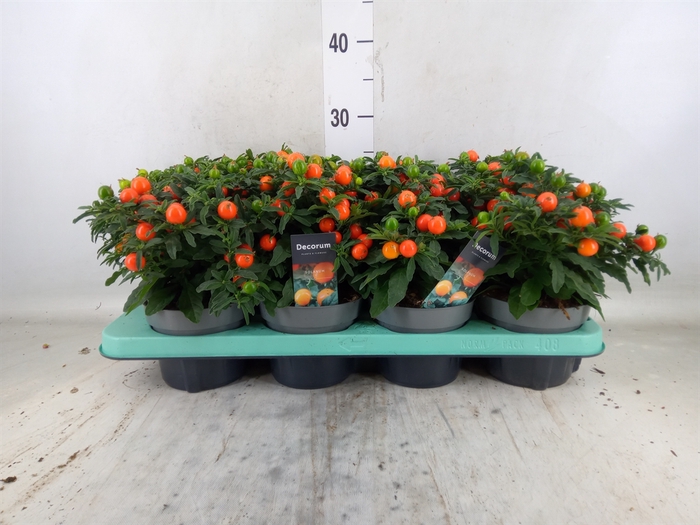 <h4>Solanum pseudocapsicum</h4>