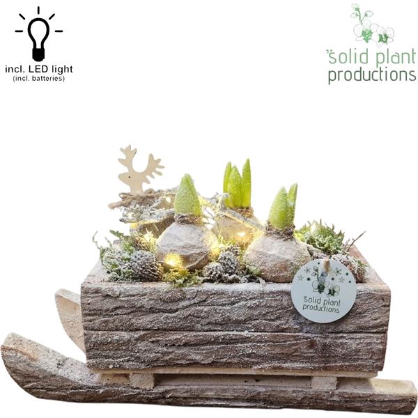 <h4>Arrangementen Hyacinthus H%</h4>