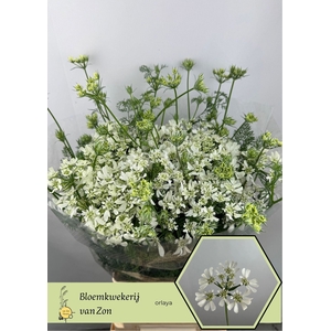 ORLAYA GRANDIFLORA WHITE FINCH ORLA