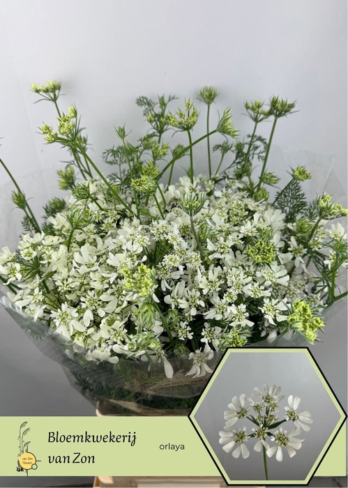 <h4>ORLAYA GRANDIFLORA WHITE FINCH ORLA</h4>