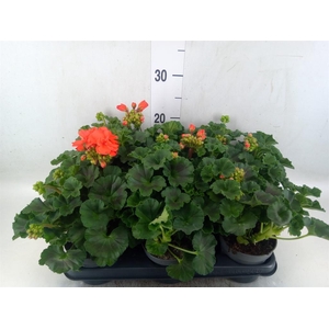 Pelargonium zona.   ...F1