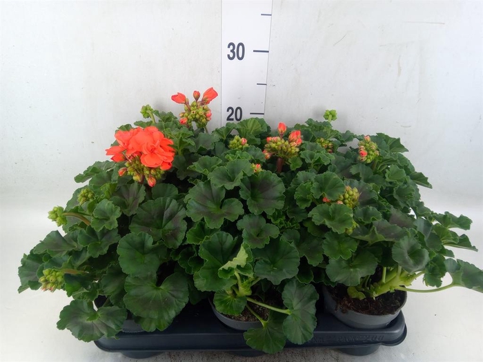 <h4>Pelargonium zona.   ...F1</h4>