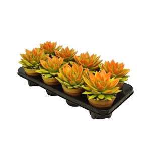 Echeveria Bicolor Yellow/Orange