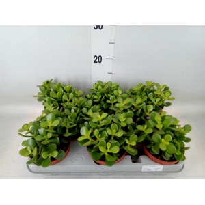 Crassula ovata 'Minor'