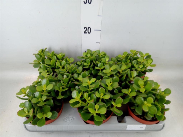 <h4>Crassula ovata 'Minor'</h4>