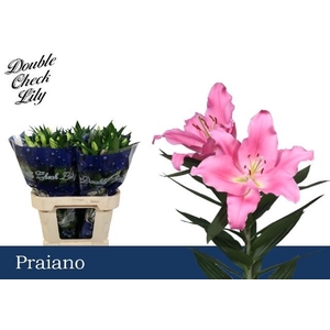 LI OR PRAIANO
